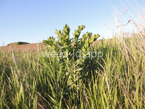 toadflax, Dalmatian